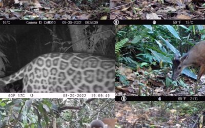 Catálogo de especies